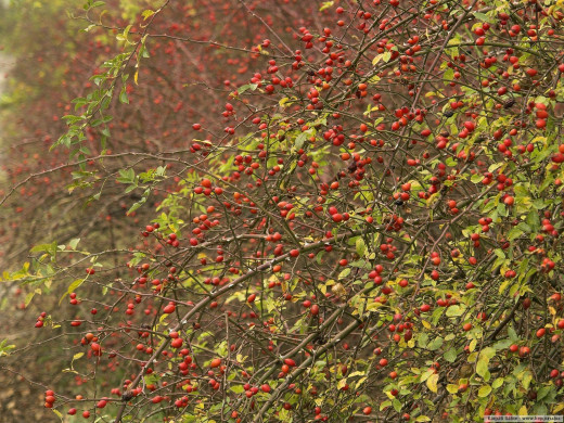 38201 (a): :1600x1200
